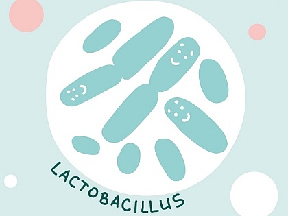Acidophilus Bakterien