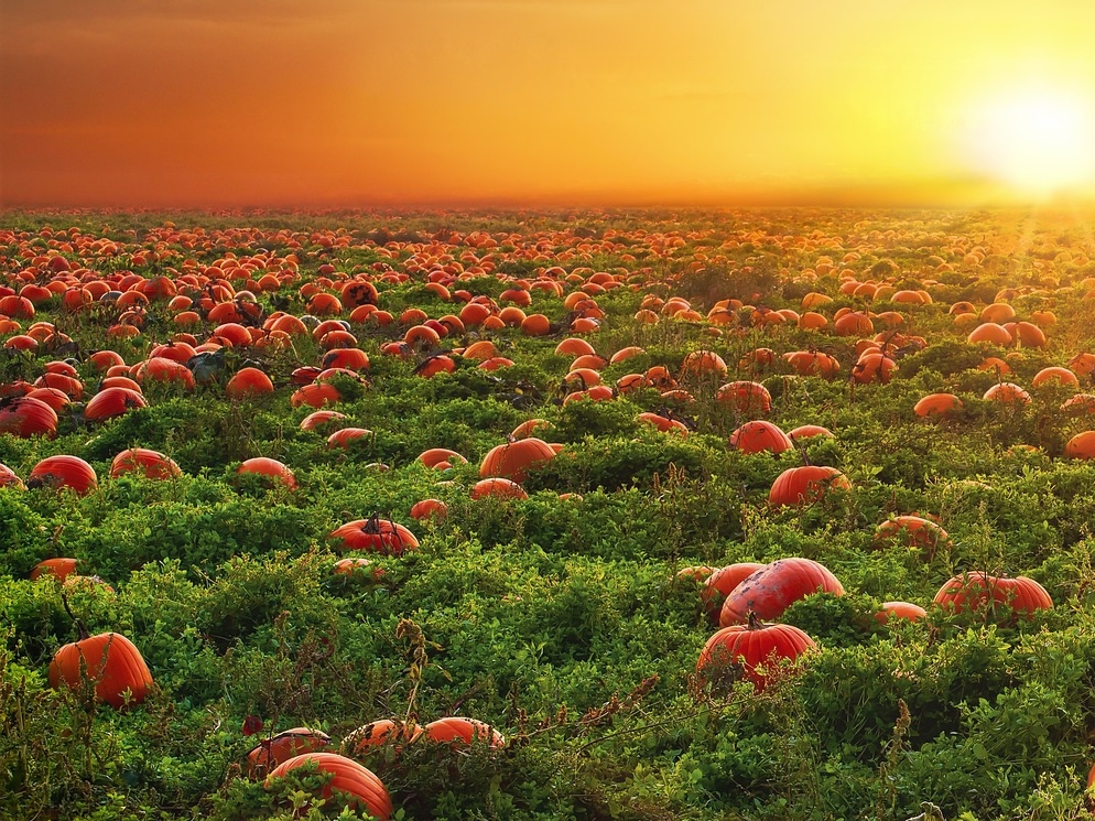 Kürbisfeld © Pixabay (Enrique)