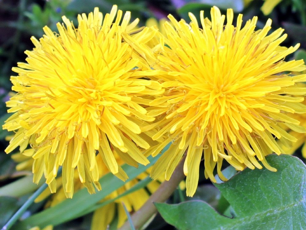 Löwenzahn © Pixabay (NoName_13)