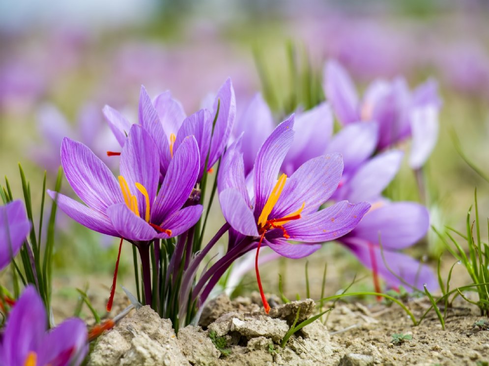 Safran-Krokus © AdobeStock