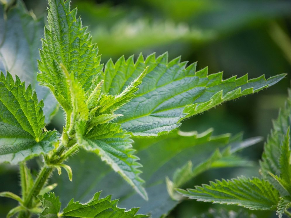 WL-Brennnessel © Pixabay (Szabolcs Molna)
