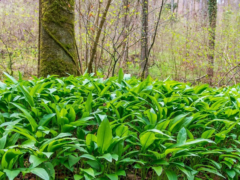 WL_Bärlauch Wald © Pixabay (Schlumpf98)