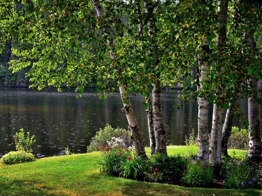 WL_Birke © Pixabay (Alain Audet)