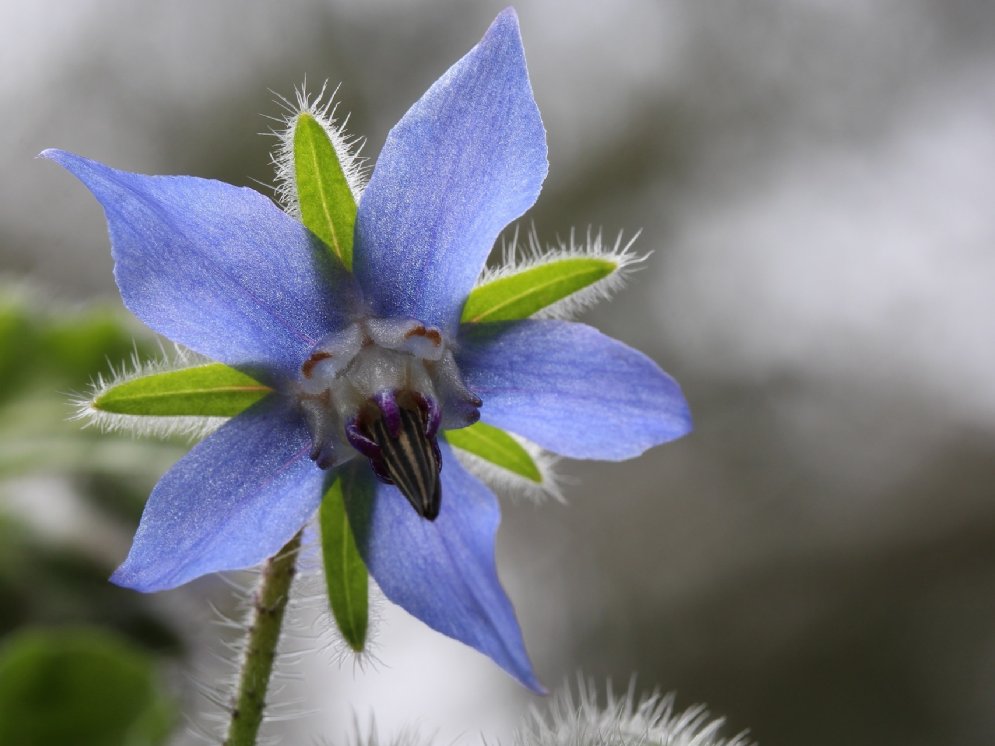 WL_Borretsch © Pixabay (Chesna )