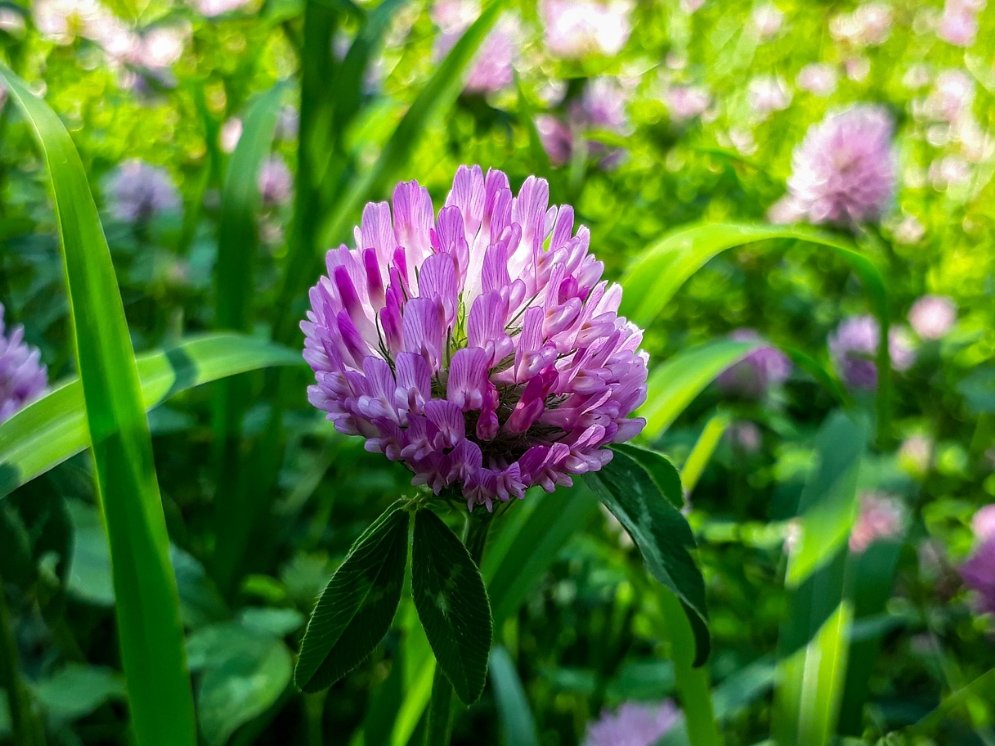 WL_Rotklee Blüten Wiese © Pixabay (KaiserSakhi)