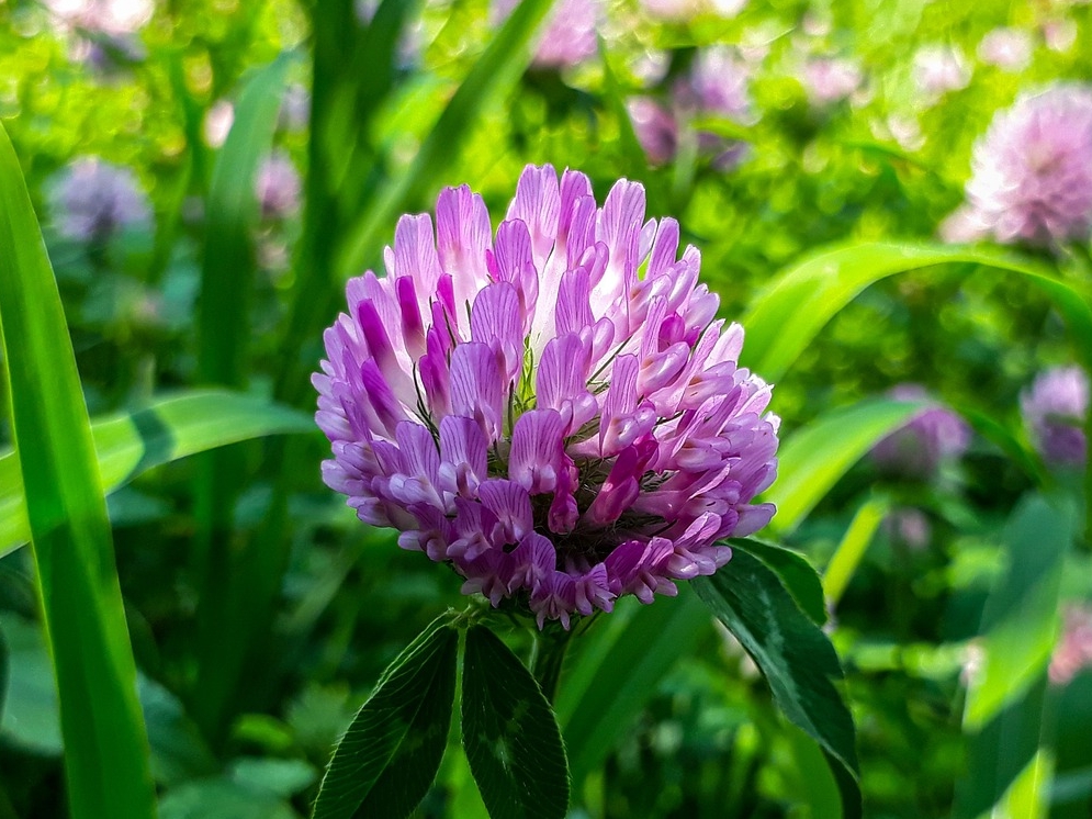 WL_Rotklee Blüten Wiese © Pixabay (KaiserSakhi)