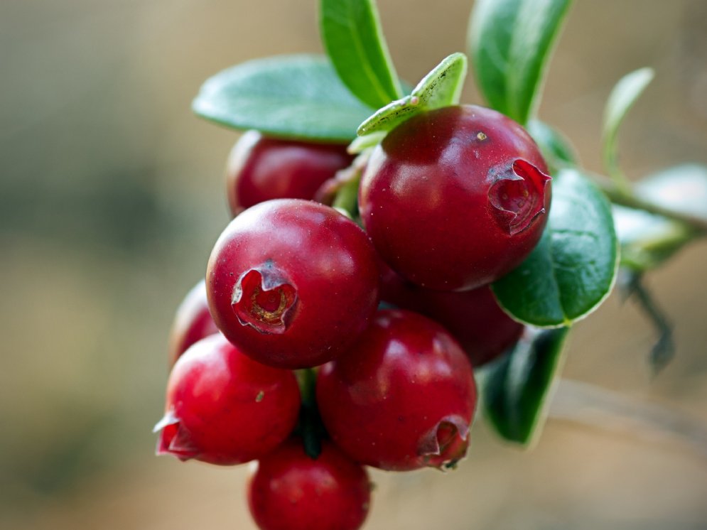 Cranberry © Pixabay (Michael Reichelt)