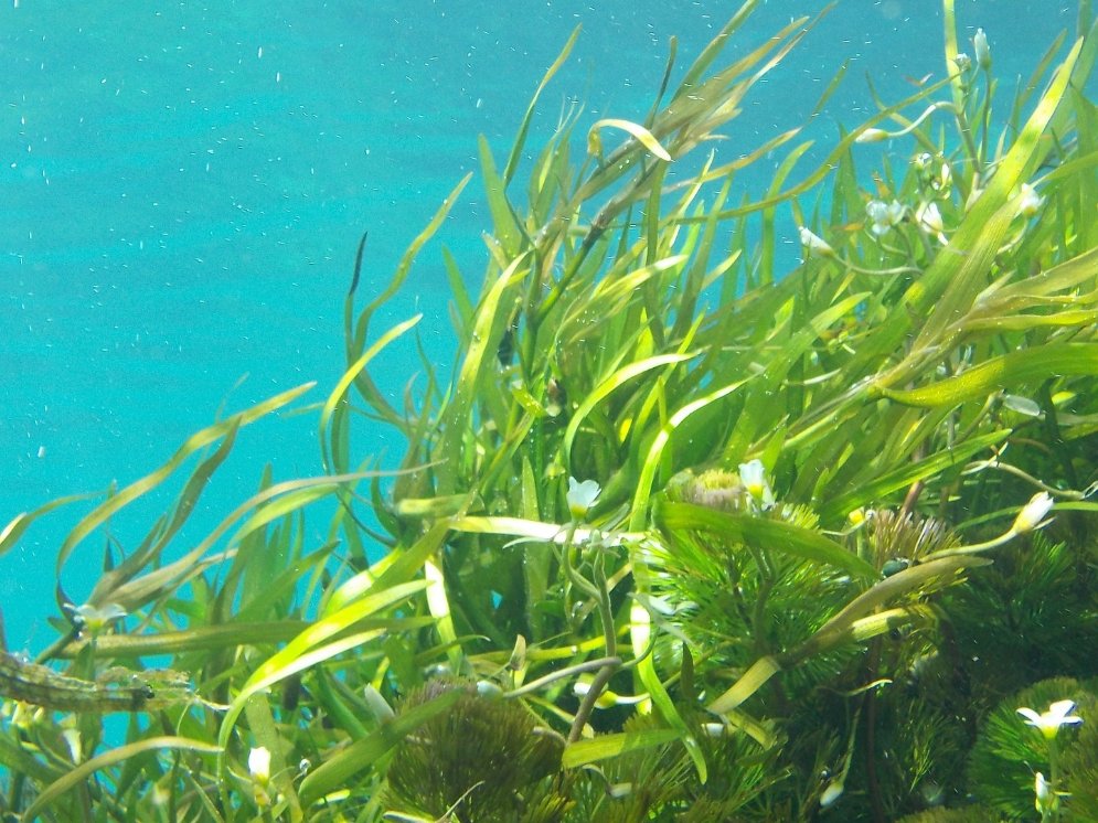 Algen © Pixabay (Nicole Bohner)