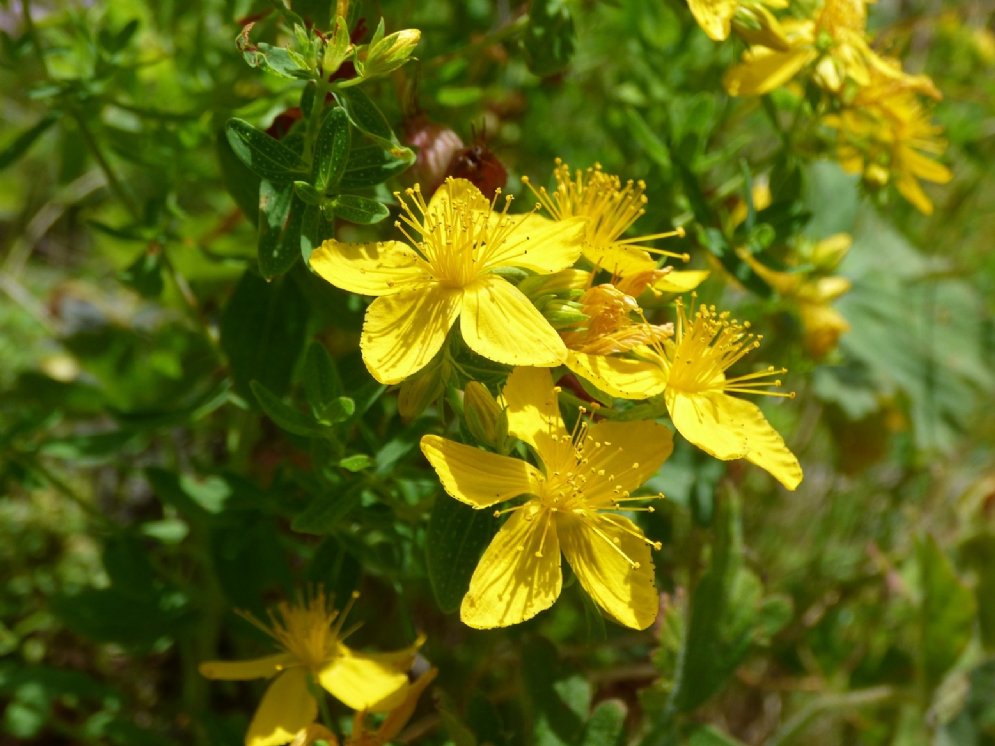 WL_Johanniskraut © Pixabay (vasilstf)