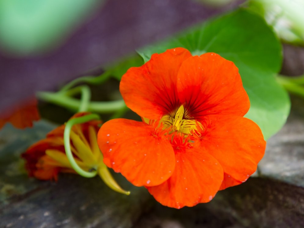 Kapuzinerkresse © Adobe Stock