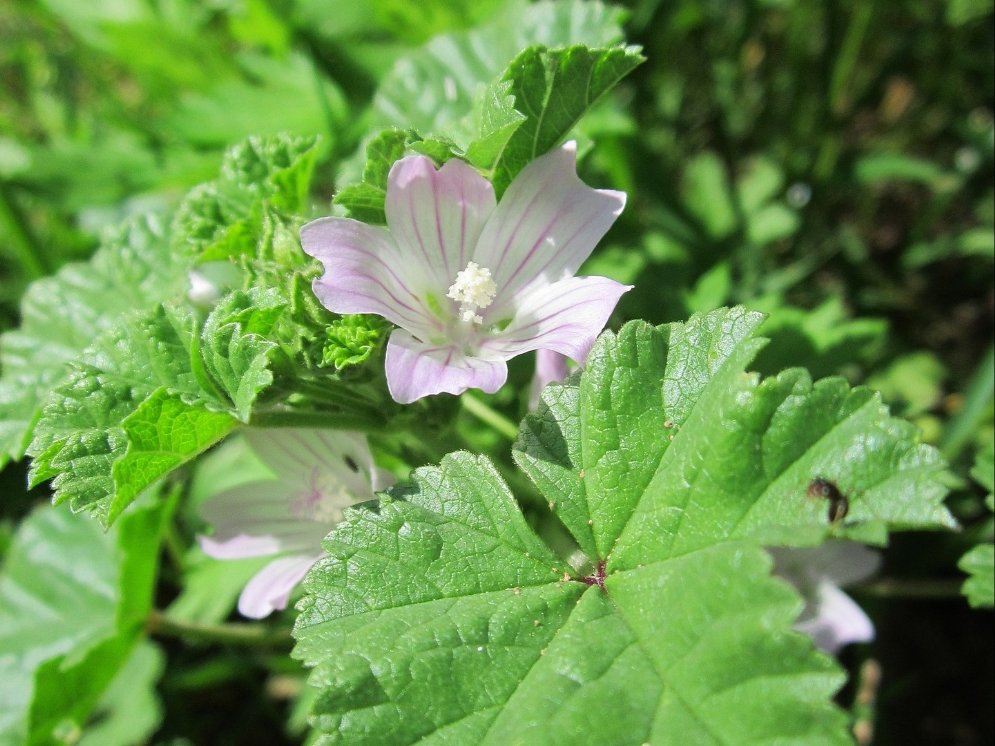 WL_Käsepappel © Pixabay (WikimediaImages)