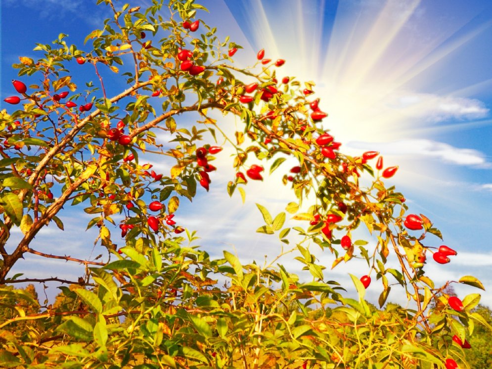 WL_Hagebutte © Adobe Stock