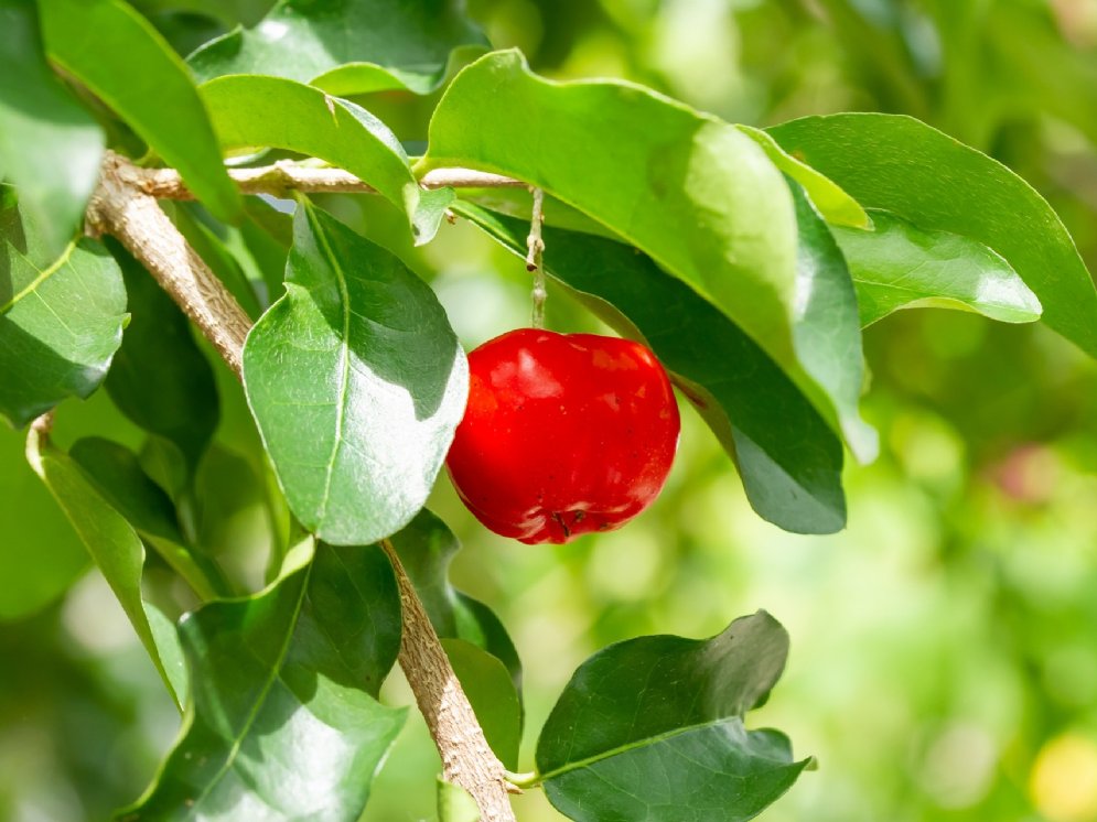 Acerola-Kirsche © Alongkorn Tengsamut (Pixabay)
