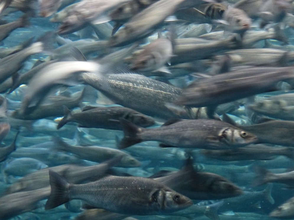 WL_Sardinen © Pixabay (Hans)