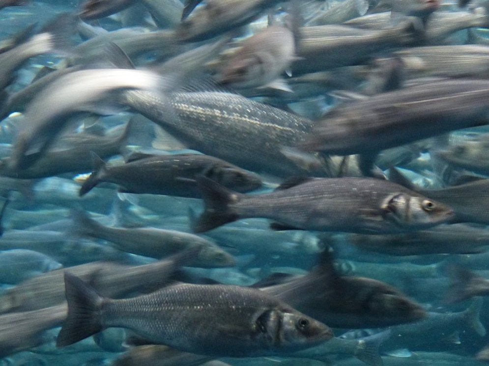 WL_Sardinen © Pixabay (Hans)