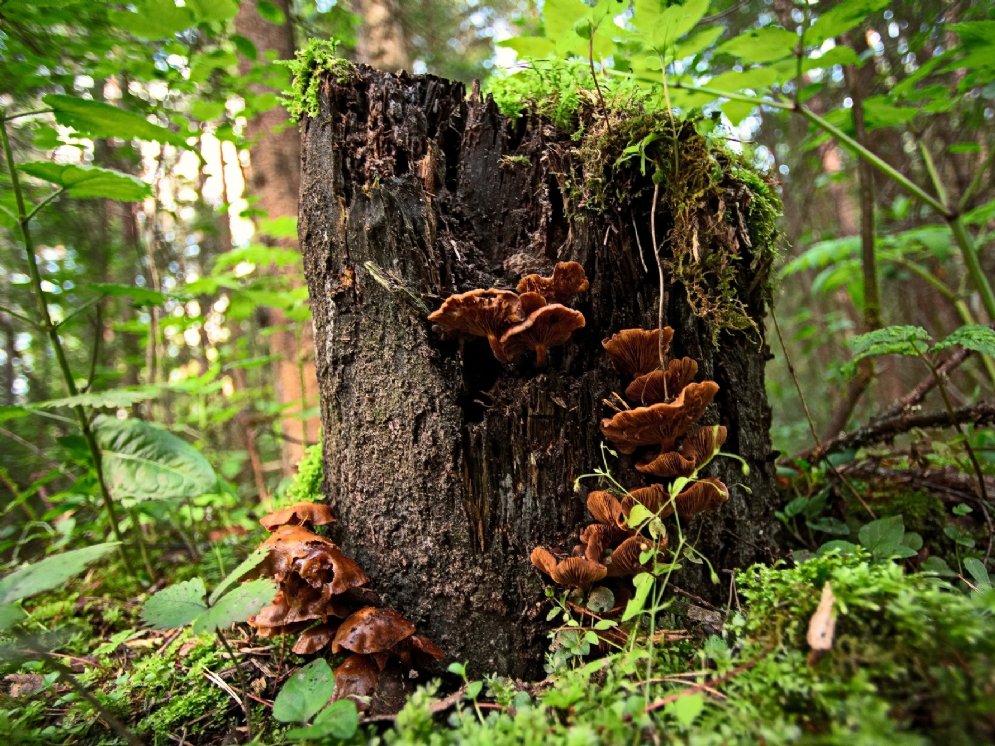 WL_Reishi © Adobe Stock