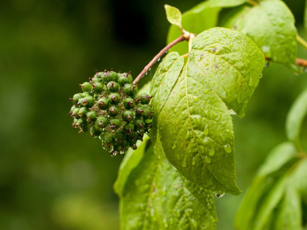 WL_Eleutherococcus © Adobe Stock