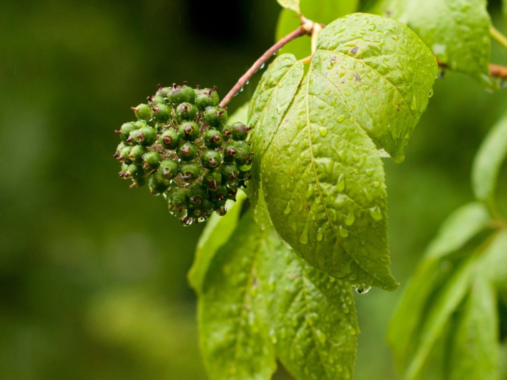 WL_Eleutherococcus © Adobe Stock