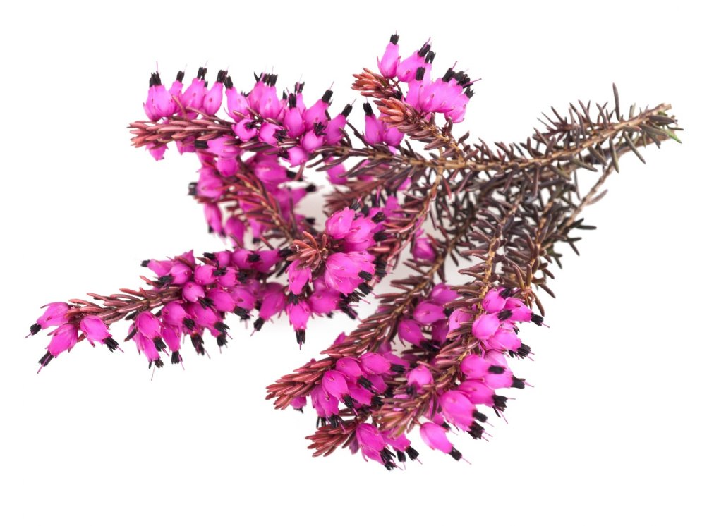 Heidekraut © Adobe Stock