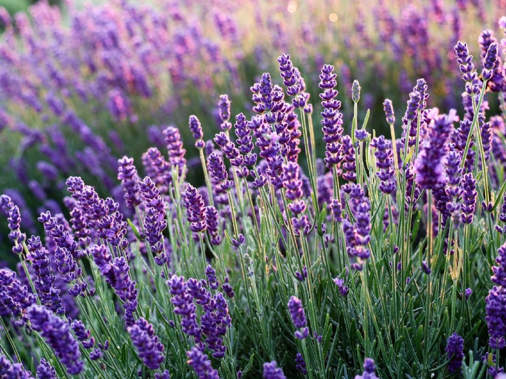 WL_Lavendel © Pixabay (Mouse23)