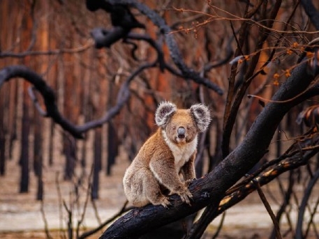 Buschfeuer Australien