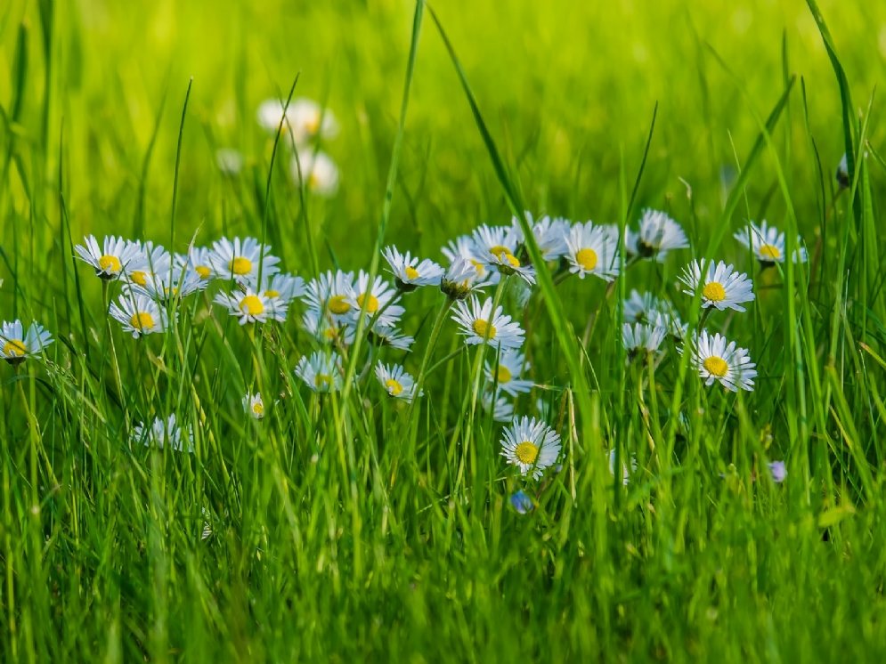 WL_Gänseblümchen © Pixabay (Couleur)