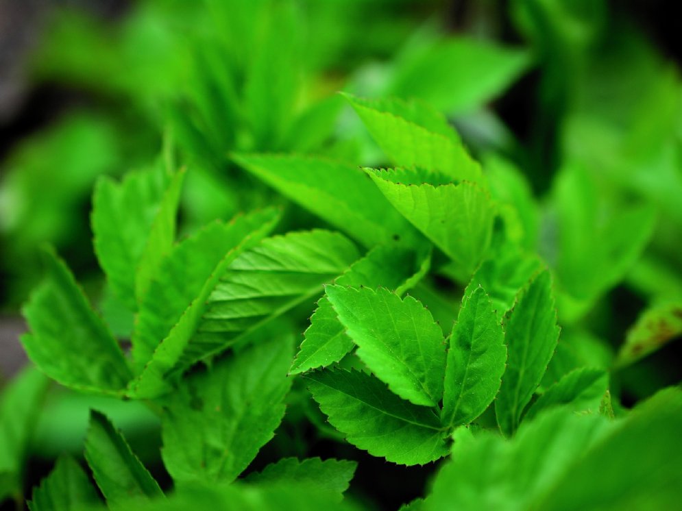 WL_Giersch © Pixabay (congerdesign)