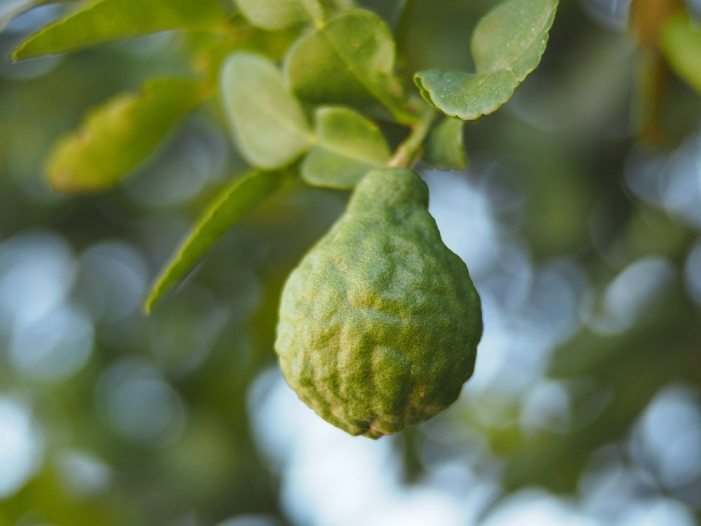 WL_Bergamotte © Pixabay (Sujin Paluga)