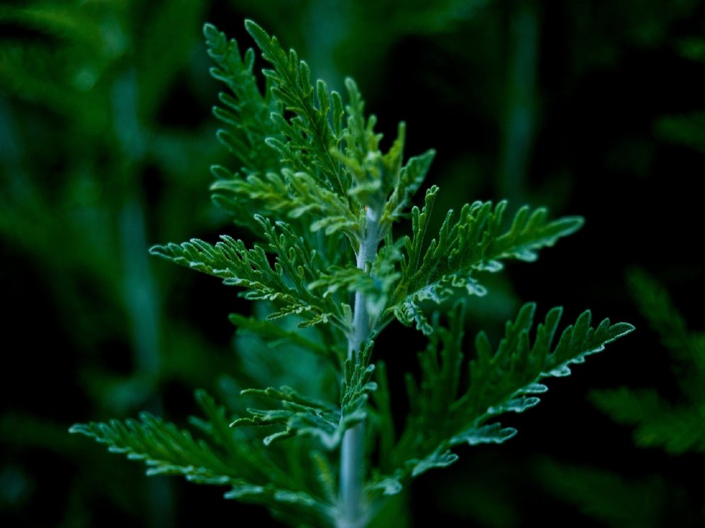 WL-Beifuß © Pixabay (jrobbauthor)