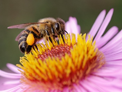 Patenschaft für einen Bienenstock bei der Bio Imkerei Bienenlieb