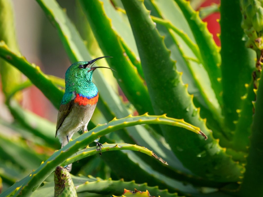 WL_Aloe vera © Pexels (jean-van-der-meulen)