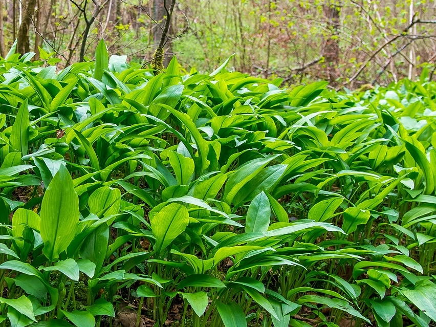 Bärlauch Wald © Pixabay (Schlumpf98)