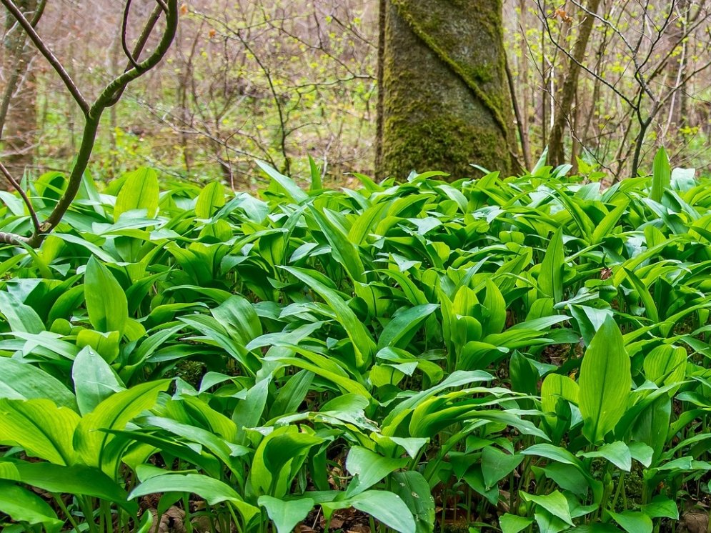 Bärlauch Wald © Pixabay (Schlumpf98)
