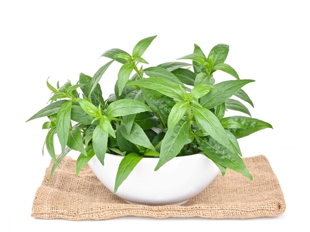 Andrographis Kraut weiße Schale © Adobe Stock