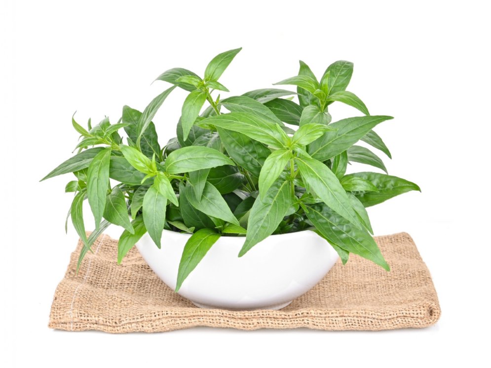 Andrographis Kraut weiße Schale © Adobe Stock