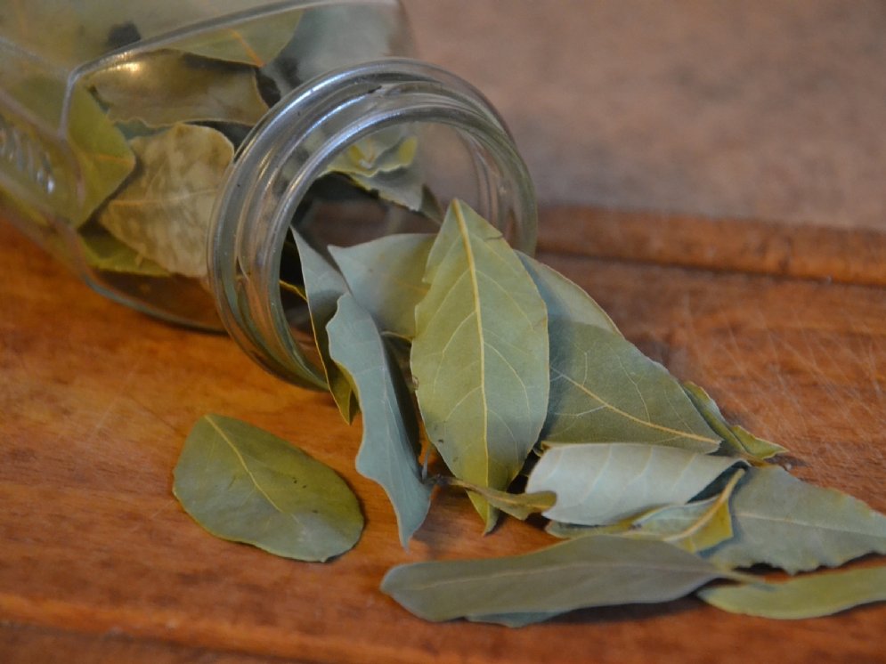 WL_Lorbeer © Pixabay (Anna)