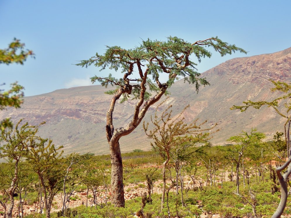 WL_Boswellia serrata Baum © Adobe Stock