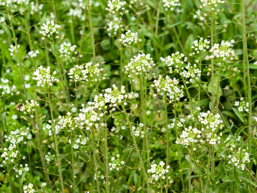 WL-Hirtentäschel © Adobe Stock