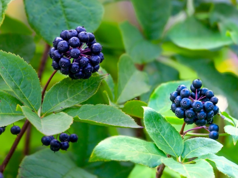 WL_Eleutherococcus senticosus-Früchte © Adobe Stock