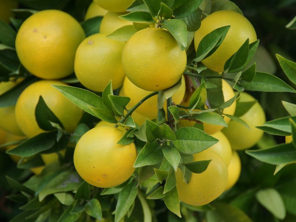 WL_Grapefruit am Baum © Pixabay (Ivanov21)