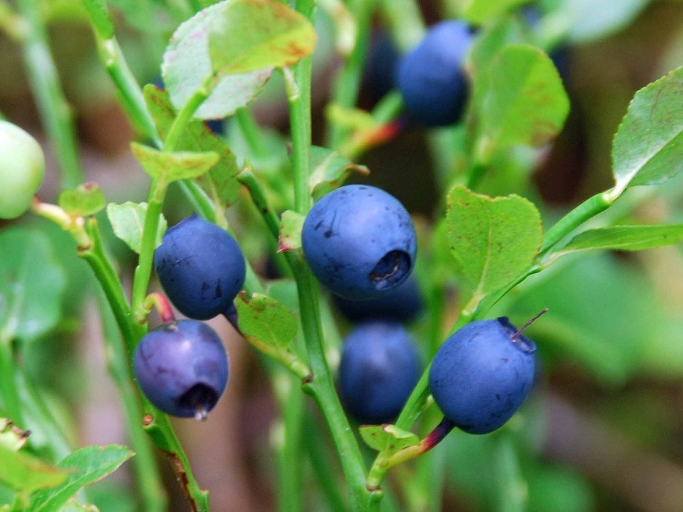 WL_Heidelbeeren am Strauch © Pixabay (Lojsan)