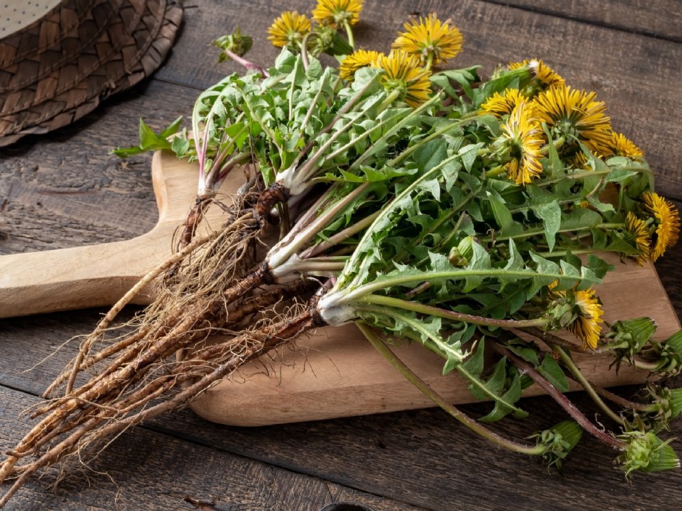 WL_Löwenzahn Wurzel und Kraut © Adobe Stock