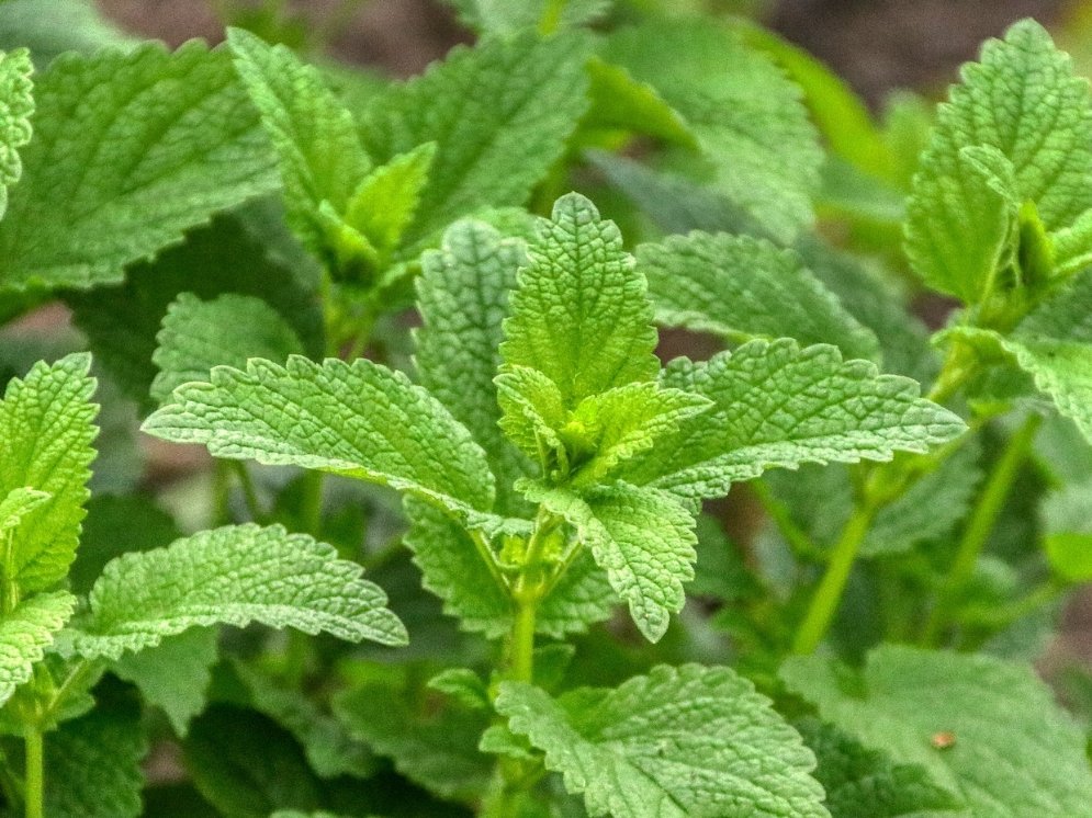 WL_Melisse © Pixabay (planet_fox)