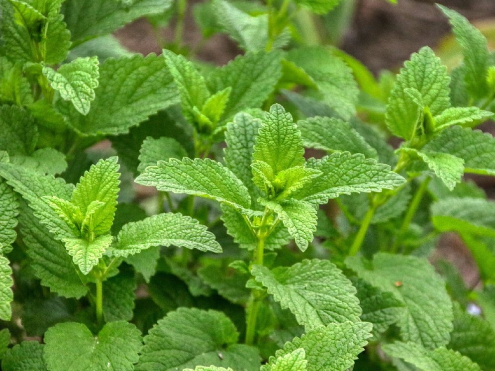 WL_Melisse © Pixabay (planet_fox)