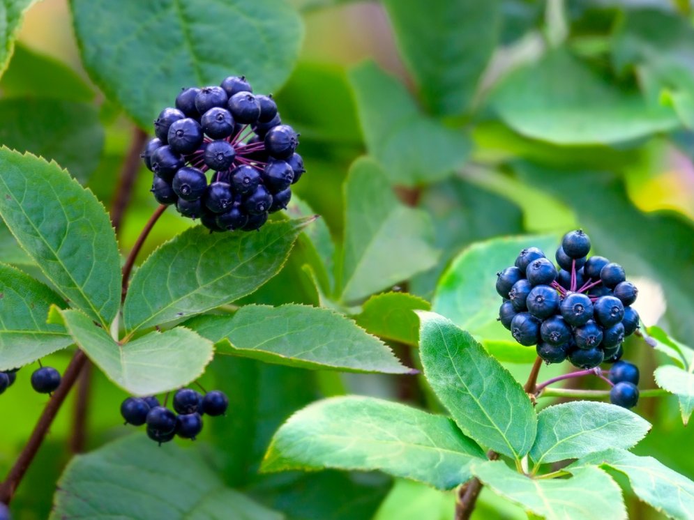 WL_Eleutherococcus senticosus-Früchte © Adobe Stock