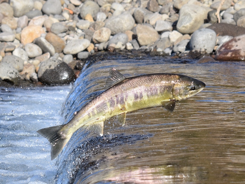 WL_Lachs lebend © Pixabay (12252435)