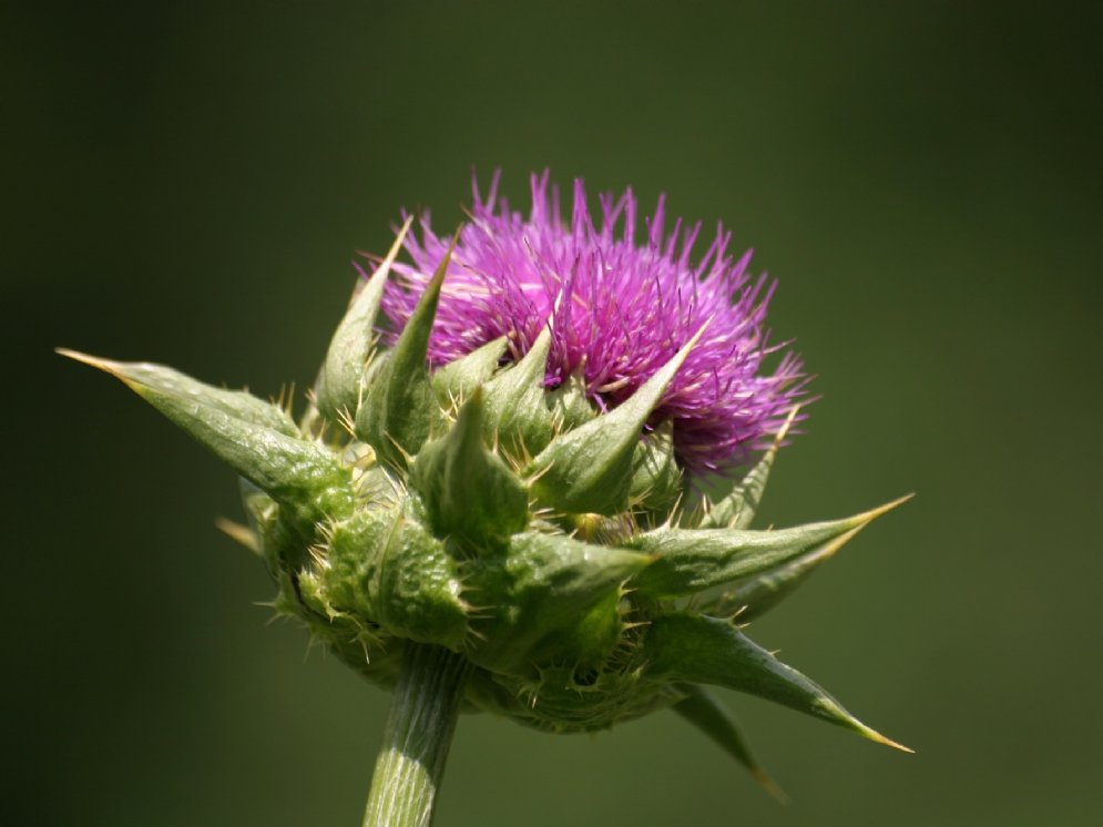 WL_Mariendistel © Adobe Stock