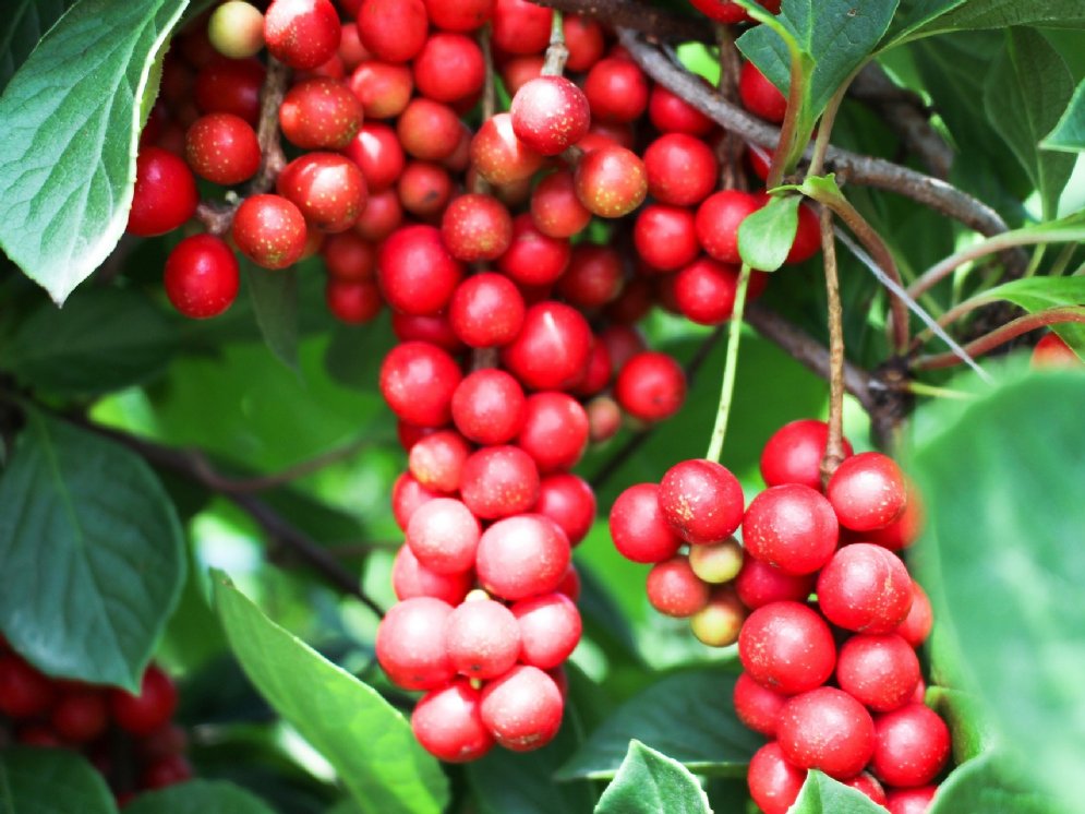 WL_Schisandra Früchte © Pixabay (allybally4b)