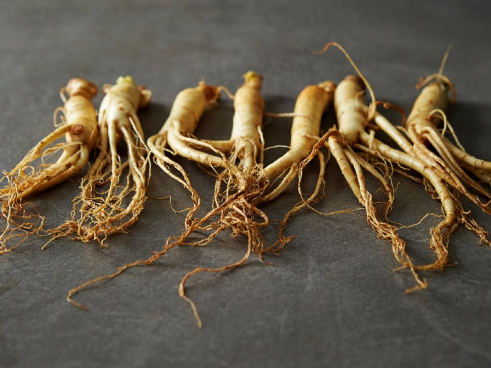 WL_Ginseng-Wurzeln weiß © Adobe Stock