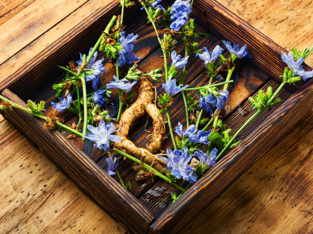 WL_Wegwarte Wurzel Blüten © Adobe Stock